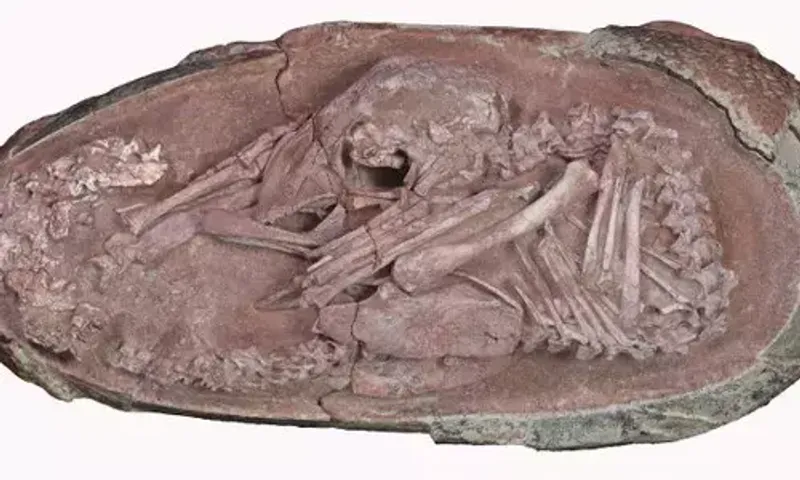 Meet 'Baby Yingliang,' a well-preserved dinosaur embryo found in a fossilised egg