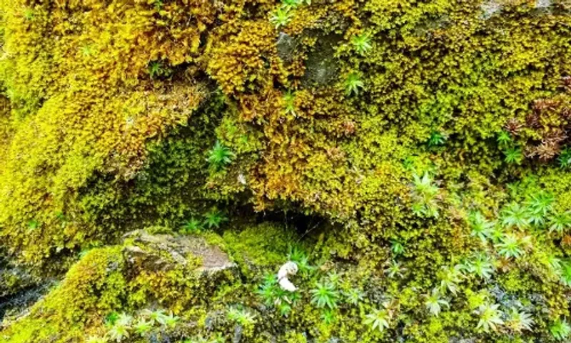 India's first cryptogamic garden inaugurated in Dehradun