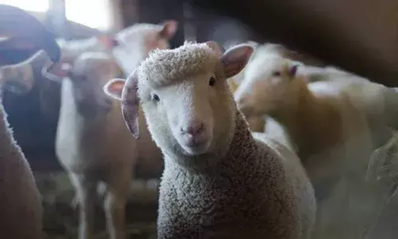 Gujarat: 18 animals die of sheep pox in Surendranagar