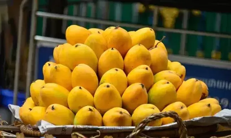Ankleshwar: Mangoes will look bitter this season, see why mango prices have doubled