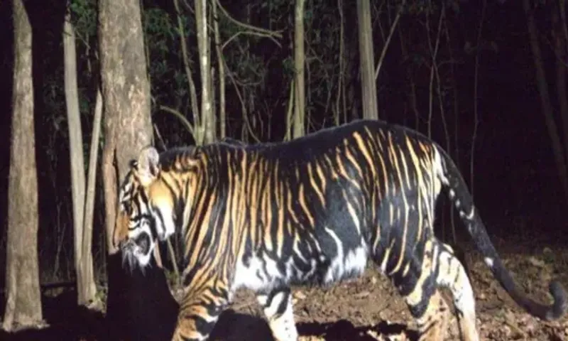 Odisha all set to start world’s first-ever black tiger safaris