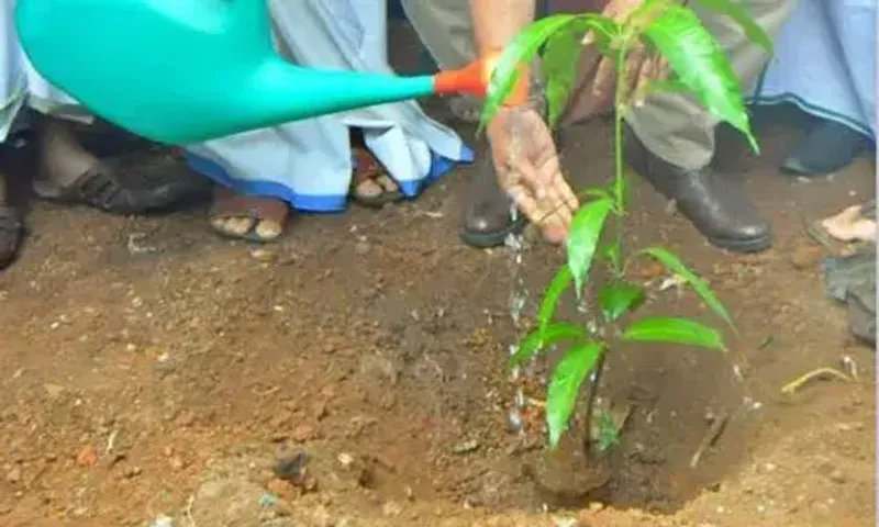 40% of 55 lakh trees planted by AMC in 4 years perished