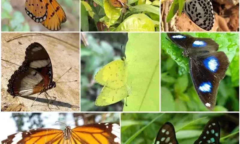 Vadodara Social forestry department behind Sayajibaug a home of colourful birds and butterflies