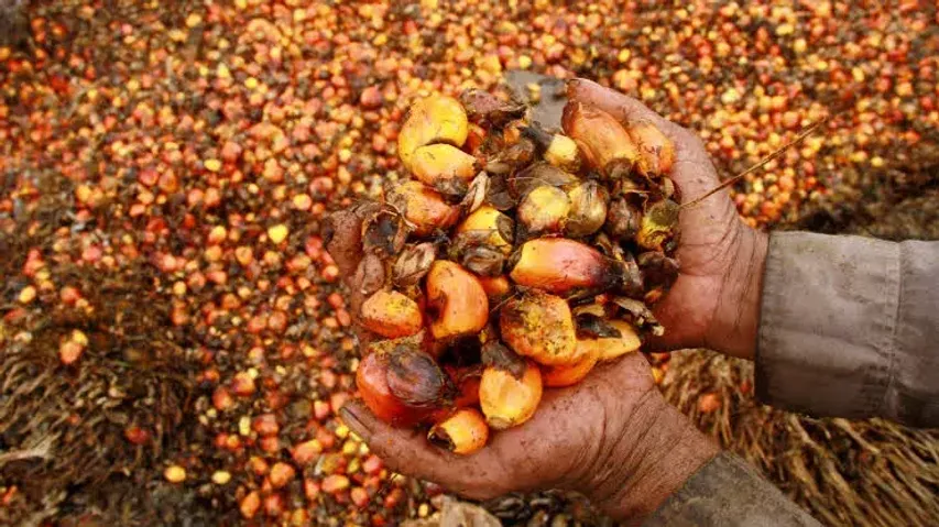 Indonesia to lift palm oil export ban from Monday