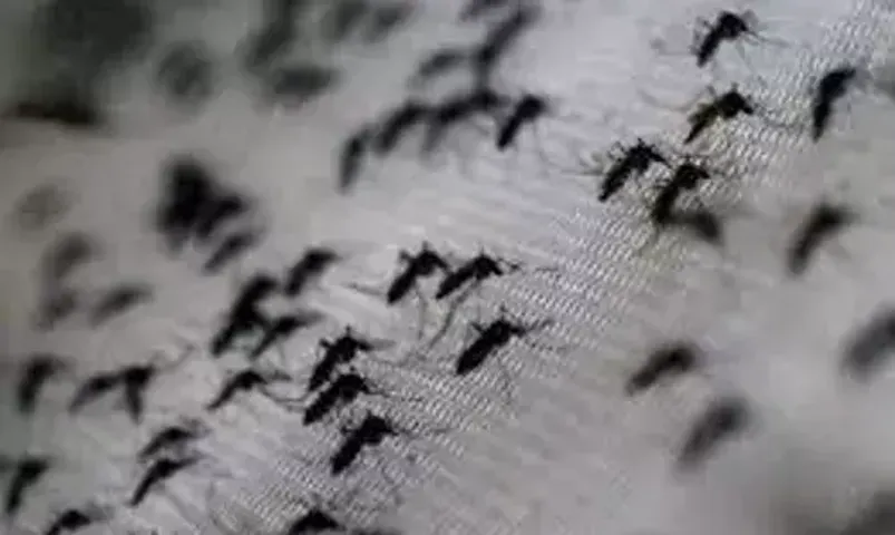 Mosquitoes breeding places found in 32296 houses during intensive house survey in rural area of ​​Vadodara district