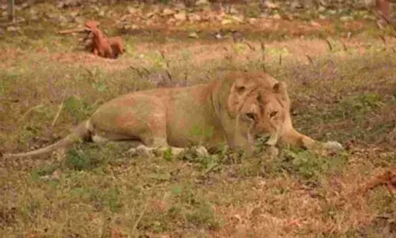 Passenger train hits lioness in Gujarat’s Amreli