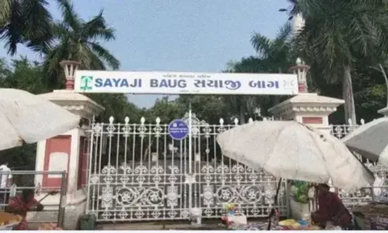 Lioness injured on left beard undergone successful surgery at Sayajibaug zoo in Vadodara