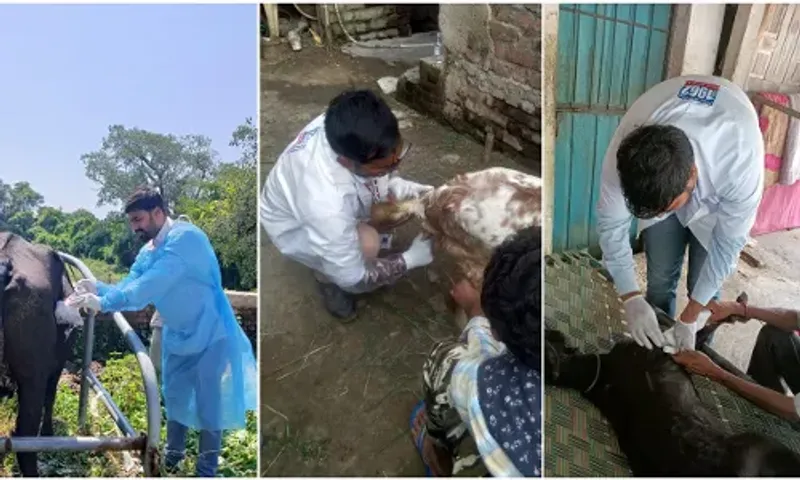 Mobile Veterinary Dispensary provided free treatment to 62209 animals in Vadodara district