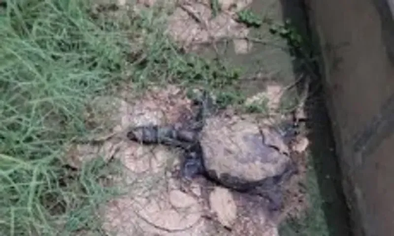 Turtles continues to die in popular Sursagar lake in Vadodara