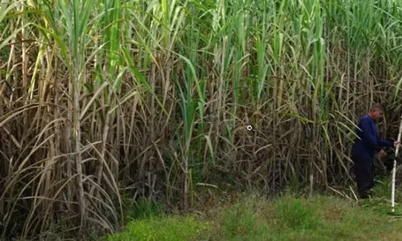 Curbs on sugar exports extended in India till Oct 2023