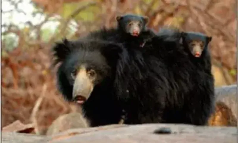 Gujarat: Sloth-like 4.37% rise in bear numbers in seven years