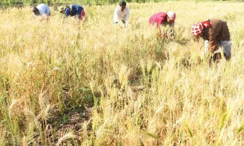 FCI sells over nine lakh tonnes of wheat in two days of e-auction