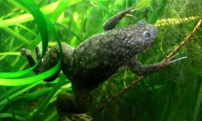 US scientists regrow frog's lost leg, want to test new technique on humans
