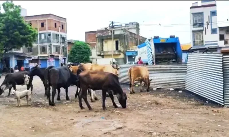 VMSS made seating arrangement for stray animals to control the cattle menance