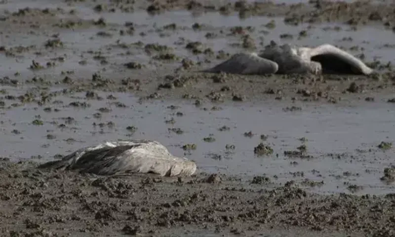 Thousands of cranes have died in northern Israel as a result of bird flu