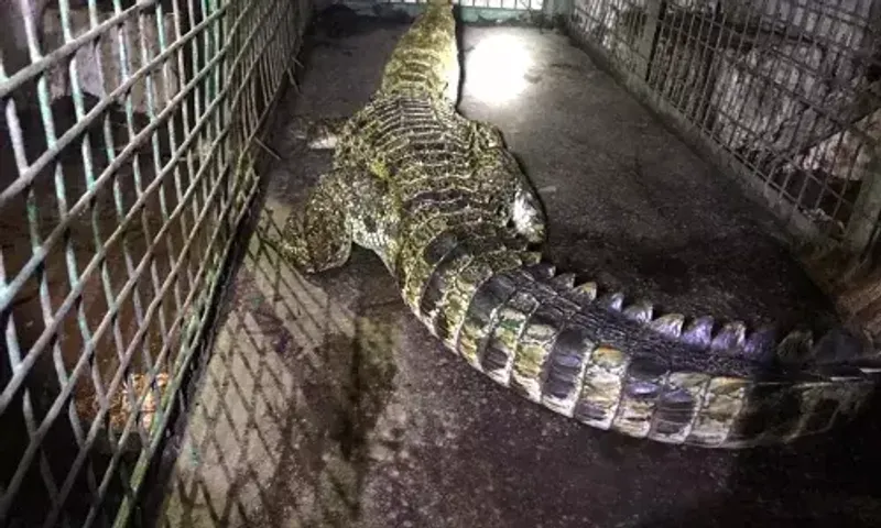 Four feet crocodile caught from artificial lake at Navlakhi ground in Vadodara