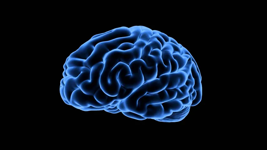 Risk avoidance in elderly linked to brain structure, not age