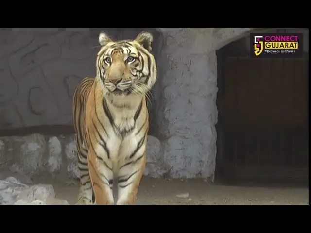 Special arrangements for animals to beat the cold inside Vadodara zoo