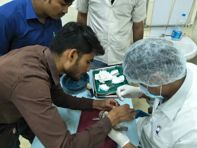 50 birds injured and 10 died after hit by kite strings in Vadodara