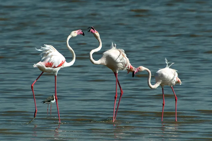 Fascinating wildlife adventure in Gujarat