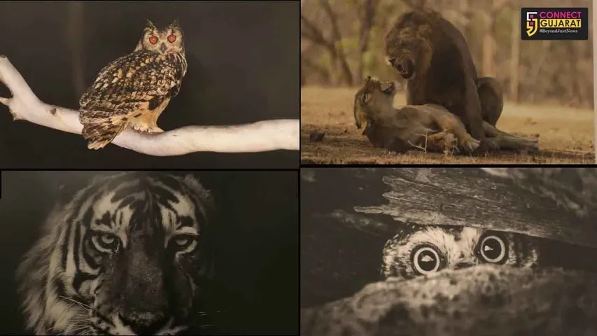 Live and rare wildlife pictures on display in MSU Fine Arts faculty