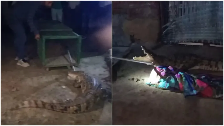 5.5 foot crocodile entered inside house in Bil village
