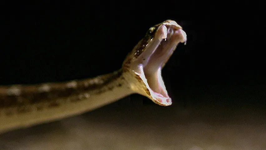 Girl dies after being bitten by a snake under classroom premises, teacher continued with the class