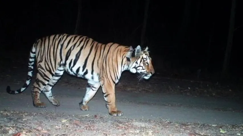 Indian Tiger undertakes record of 1,500 km journey, longest ever recorded movement of a tiger