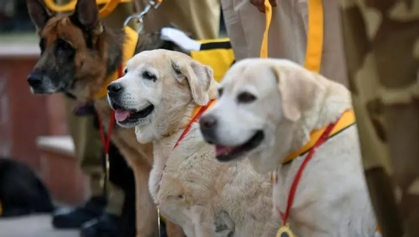 Uttar Pradesh: India’s first War Memorial for Animals to come up in Meerut
