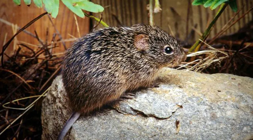 Man dies from hantavirus in China: All you need to know about the virus, and how it spreads