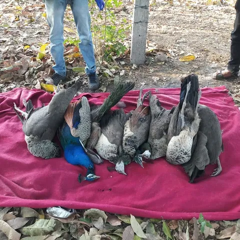 Scores of birds including Peacocks, Pheasants found dead in fields near Ankodia village