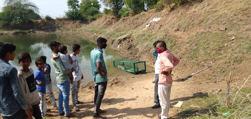 Volunteers of Wildlife SOS, GSPCA and forest department caught a five feet long crocodile from Ganpatpura village near Vadodara