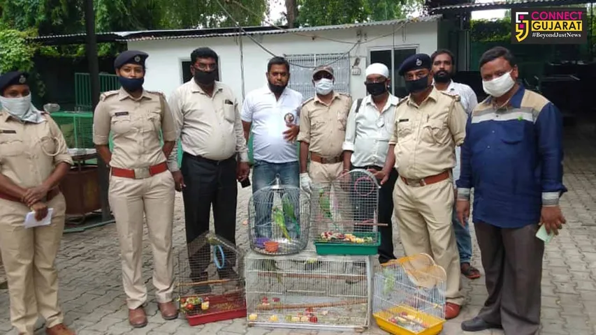 GSPCA along with Vadodara Forest department rescued parrots from two houses in Vadodara