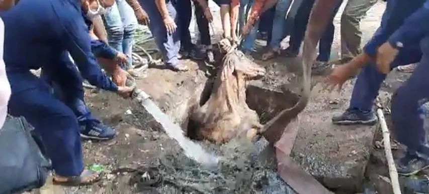 Vadodara fire brigade rescued a cow stuck inside drainage pit