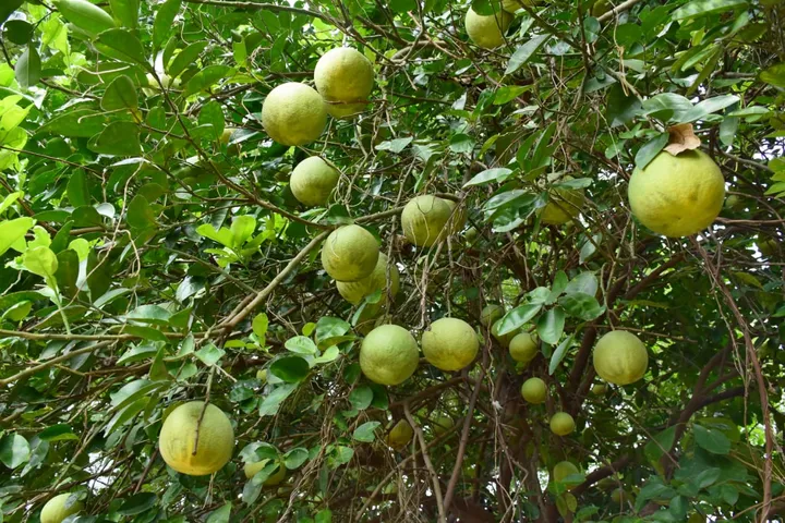 Farmer from Savli taluka reap benefits from Grapefruit tress grown in unused land