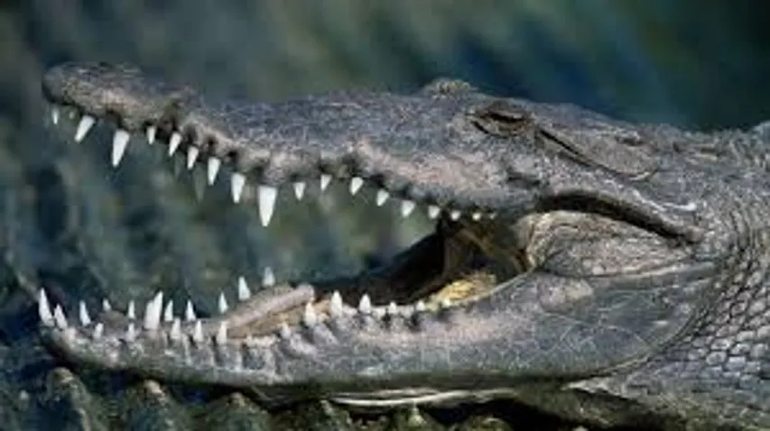 Middle aged man died in crocodile attack near Phulwadi village Chandod