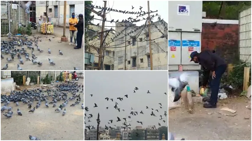 Vadodara : Security put up around Sursagar lake to prevent people feed birds