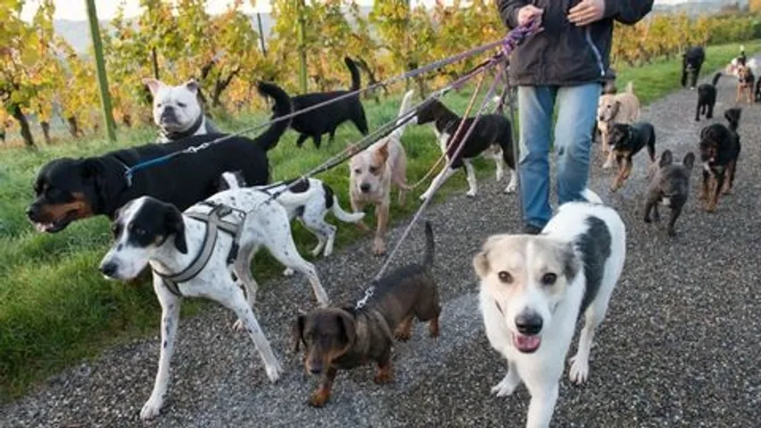 Police complaint against person for running pet dogs behind playing children in Vadodara