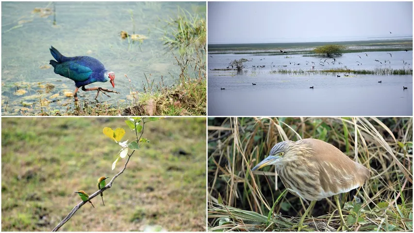 29th census of birds completed at Vadhavana Bird Sanctuary