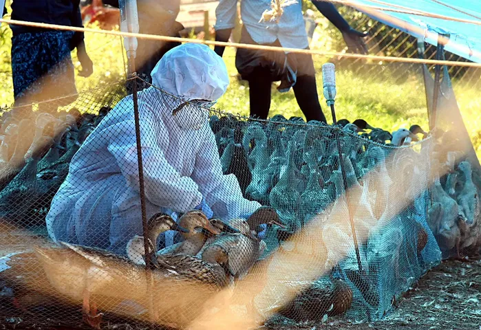 Centre sets up Control Room in New Delhi to control outbreak of bird flu