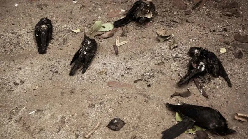 Samples from Vasantpura village in Savli tested positive of bird flu