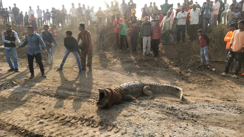 11 feet long crocodile weighing around 400 kg rescued from Asoj