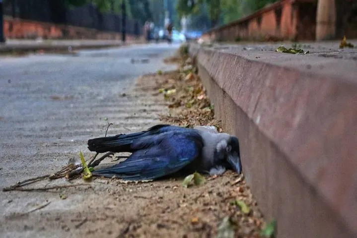 Bird flu is rarely transmitted from bird to human