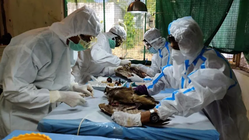 Wing of a gray leg goose cut off and rare horned owl also injured during Uttarayan