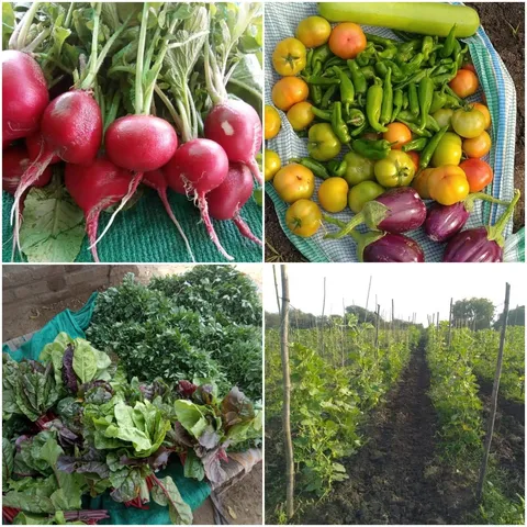 Vanraj Singh of Bavalia in Shinor taluka first time harvested round shaped red radish