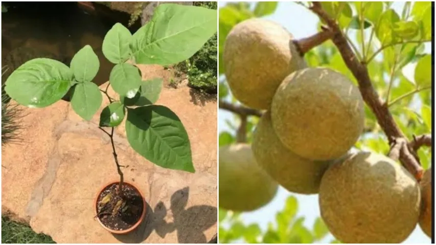 Bilva tree like the green crown of Lord Shiva also gives oxygen and purifies the air during the day and night