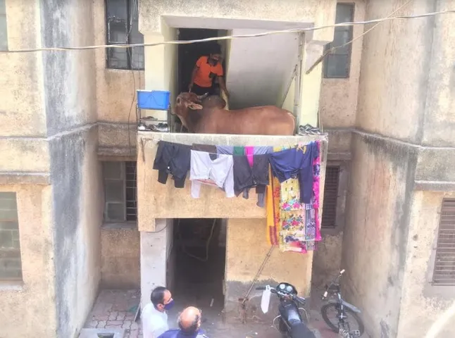 Bull trapped in residential apartment in Vadodara