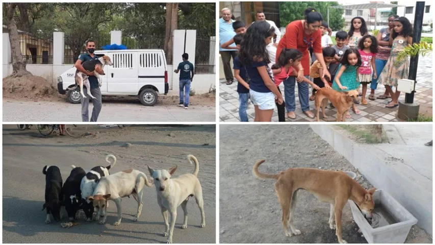 HSI/India shares some ways for better relationship between people and dogs on World Stray Animals Day