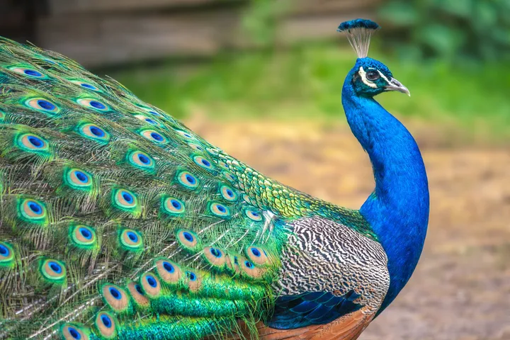 Vadodara Fire brigade operation to rescue peacock goes in vain