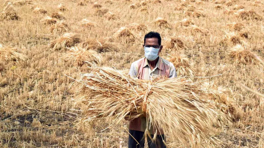 Wheat procurement during current Rabi Season touches an all time high of over 400 Lakh Metric Tonnes